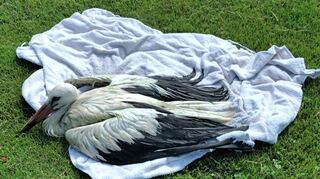 Diesen verletzten Storch hatte Karin Franz im Schlossgarten aufgefunden und versorgt. Bild: Franz