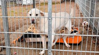 Die Hündin Leyla ist ungefähr fünf Jahre alt und lebt seit zweieinhalb Jahren im Tierheim Mannheim.