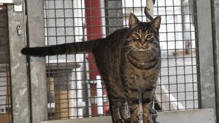 Felix ist acht Jahre alt und seit vergangenem Jahr im Tierheim Mannheim.
