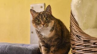 Die kleine Friedel im Tierheim Mannheim.