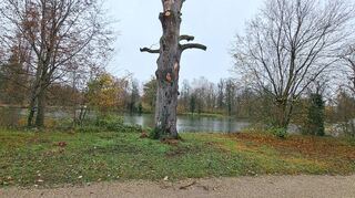Der Torso der einst mächtigen Rotbuche am Großen Weiher im Schwetzinger Schlosspark.