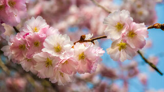 Wunderschön anzuschauen – die Kirschblüten im Schlossgarten.