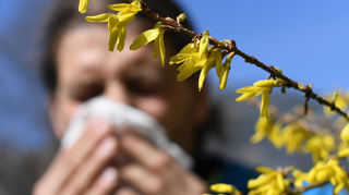 Mit den steigenden Temperaturen in der Rhein-Neckar-Region nimmt auch die Pollenbelastung für Allergiker zu.