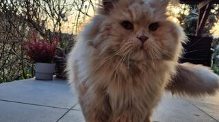 Dieser Langhaarkater wurde in Ketsch gesichtet und nun wird seine Familie gesucht.