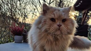 Dieser Langhaarkater wurde in Ketsch gesichtet und nun wird seine Familie gesucht.