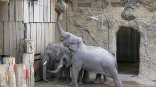 Asiatische Elefanten im Heidelberger Zoo.