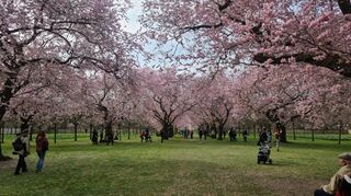 Die Kirschblüte ist Jahr für Jahr das erste Highlight im Schwetzinger Schlossgarten. Wie sich die Knospen entwickeln, kann im Blühbarometer ab jetzt digital verfolgt werden.