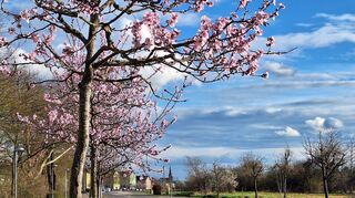 In Brühl startet der Frühling mit dem zartrosa Blütenzauber der Mandelbäume zwischen den beiden Ortsteilen Brühl und Rohrhof.