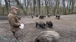 Gerhard Herm sorgt dafür, dass es den Wildschweinen im Gehege an nichts fehlt.