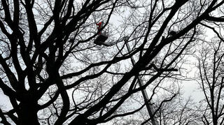 Mit Hilfe eines Steigers entfernen Bauhofmitarbeiter im Februar leere Krähennester aus der Baumkrone.