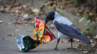 Krähen durchwühlen auch die Mülleimer und verteilen deren Inhalt wie hier eine Chips-Tüte in der Umgebung.