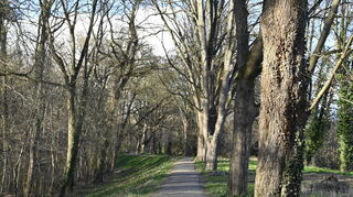 Blick auf den Rheindamm in Höhe des Franzosenweges: Nicht alle Bäume werden hier stehen bleiben können, schon allein deshalb, weil sie nicht mehr verkehrssicher sind.
