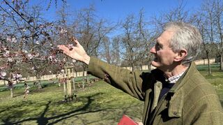 Michael Woodhouse ist fasziniert von den Schwetzinger Kirschblüten.