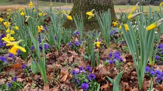 Blühende Narzissen und violette Stiefmütterchen setzen im Gartenschaupark frühlingshafte Akzente.