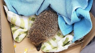 Dieser Igel hat ein gemütliches Quartier gefunden.