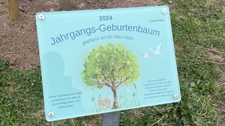 Der Jahrgangsgeburtenbaum 2024 steht an der Humboldtschule in Plankstadt.