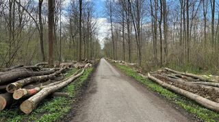Am Rand der Ketscher Allee türmen sich die Baumstämme.