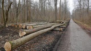 Entlang der „Ketscher Allee“ lagern zahlreiche gefällte Bäume. Laut Forst BW entspricht dabei die Summe der Holznutzung nahezu der Holzmasse, die in einem Jahr wieder nachwächst.