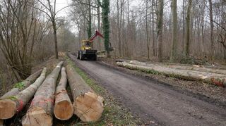 Für die Holzernte kommt auf der Ketscher Rheininsel auch schweres Gerät zum Einsatz. Die Verantwortlichen betonen aber, dass die Maßnahmen nicht nur mit dem Naturschutz vereinbar sind, sondern diesen sogar unterstützen.