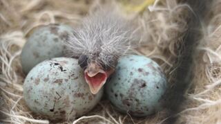Flauschig und ziemlich klein: So sieht der Kanarienvogel-Nachwuchs von Mama Daisy und Papa Donald aus.