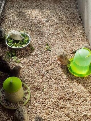 Die Wachteln haben sich prächtig im Vogelpark in Plankstadt entwickelt.