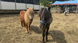 Zwei Ponys stehen vor der Boxen der Tiere, in denen sie auch transportiert werden.