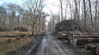 Der "Kahlschlag" auf der Rheininsel in Ketsch ist noch immer Zentrum von Diskussionen.