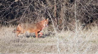 Ein solcher Goldschakal ist offensichtlich auch im Pfälzerwald unterwegs.