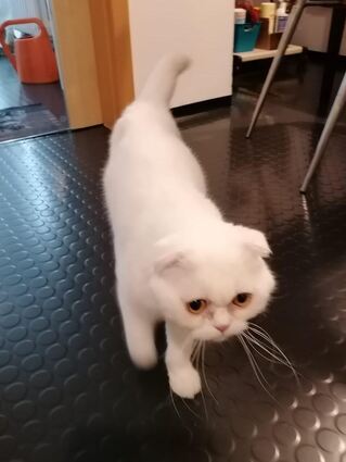 Weißer Scottish Fold Kater mit gelben Augen in Schwetzingen gefunden.