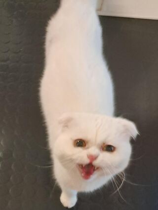 Weißer Scottish Fold Kater mit gelben Augen in Schwetzingen gefunden.