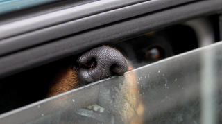 Ein Hund steckt in einem Auto seine Nase durch einen Spalt.
