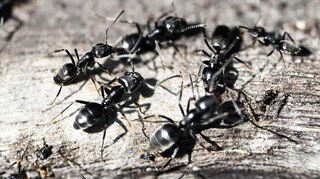 Tapinoma magnum machen auch anderen Gemeinden zu schaffen.