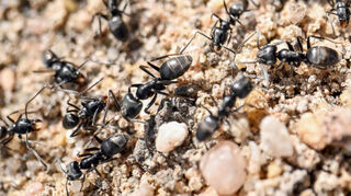 Sie sehen den heimischen Ameisen ziemlich ähnlich, aber die invasive Ameisenart Tapinoma magnum verströmt einen chemisch-süßlichen Geruch, der an Aceton erinnert.