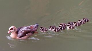 Sind wahrscheinlich der Auslöser für die schlechte Wasserqualität an der Ketscher Hohwiese: Afrikanische Nilgänse.