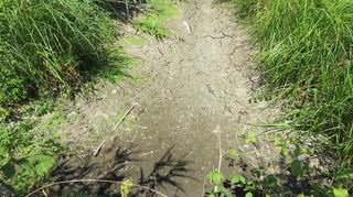 Ausgetrocknet: Weil zu wenig Regenrückhaltung betrieben wird, fallen Wasserläufe wie der Kothlachgraben immer häufiger trocken.