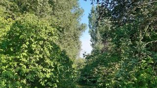 Ganz nach Uwe Heidenreichs Geschmack: Der Kraichbach im Verlauf zwischen Altenheim St. Elisabeth und Stiegwiesenpark ist von üppiger Vegetation gesäumt. So soll es am HÖP auch in einigen Jahren aussehen.