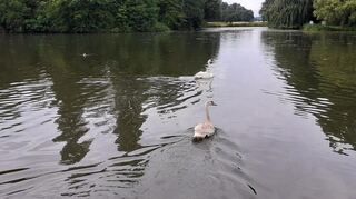 Die beiden Schwäne erkunden ihr neues Zuhause im Schlosspark Schwetzingen.