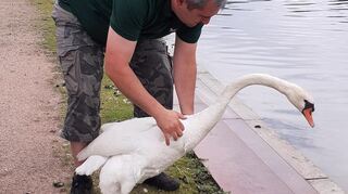 Die Tiere wurden von Sven Berlinghof am „großen Weiher“ mitten im Schlossgarten „ausgesetzt“.