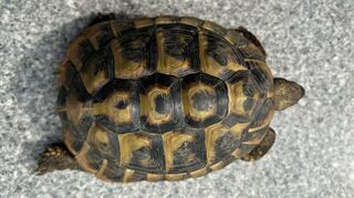 Der Besitzer dieser männlichen Landschildkröte wird in Ketsch gesucht.