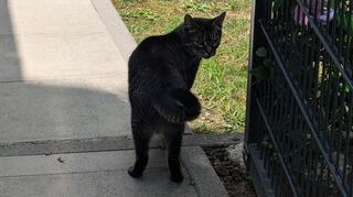 Auch die Hauskatze der WG schaut vorbei.