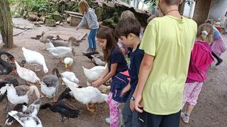 Die jungen Besucher des Ferienprogramms dürfen bei der Fütterung der Enten, Gänse und Hühner im Vogelpark Plankstadt unterstützen.