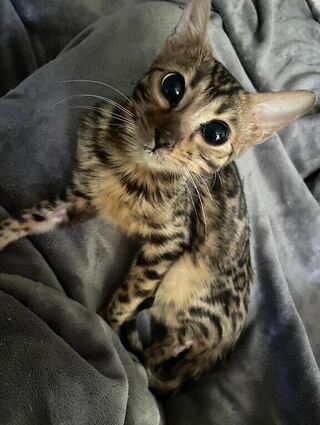 Rox ist das Jungtier einer Bengalkatze.