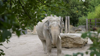 Abends, da sind die Tiere im Zoo besonders entspannt. Die kleine, exklusive Besuchergruppe trifft beim Rundgang unter anderem die Alpakas, die Elefanten und die Berberlöwen.