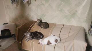 Die Katzen in der Auffangstation.