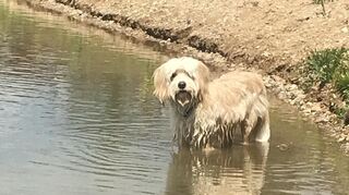 Ein kühles Bad kann sehr erfrischend sein, nicht nur für Menschen.