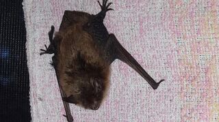 Mit ein wenig Glück können die Fledermäuse rund um den Rohrhofer Friedhof beobachtet werden.