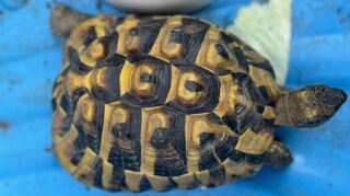 Diese männliche Landschildkröte sucht ihr Zuhause.