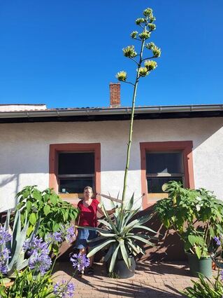 Die große Agave ist Karin Wörn, Wirtin des Landcafé’s "Walnuss" in Heidelberg-Grenzhof ans Herz gewachsen. Besucher können sich das Pflanzenwunder anschauen.
