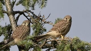Ein besonderes Naturerlebnis hat Leser Otto Pawlik mit seiner Kamera festgehalten: zwei Turmfalken in einem Baum mitten in Brühl.