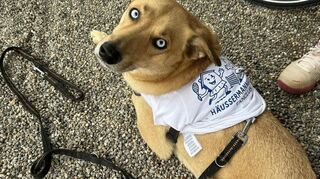 Schau mir in die Augen: Nicht zuletzt mit diesem süßen Maskottchen heimst die Häussermannschaft die Auszeichnung "beste Zuschauer" ein.